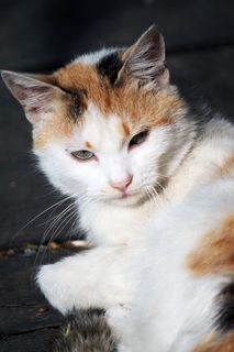 猫，宠物，猫，小猫，自然，毛皮，眼睛，可爱