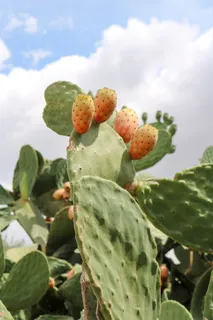 花梨,仙人掌,仙人掌,多刺,地中海,仙人掌温室,刺,印度无花果 花梨,仙人掌,仙人掌,多刺,地中海,仙人掌温室,刺,印度无花果