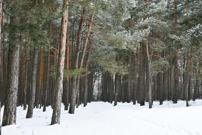 森林，冬天，松林，白霜，雪，冬季森林，雪林，景观