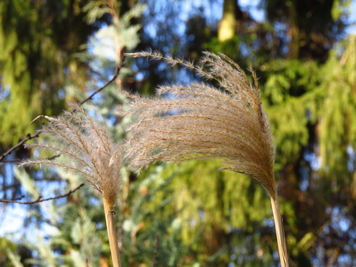 芒，芒，芒属植物，芒，甘草，禾本科，银泉，竹草编辑此页面，小elefantengras