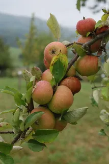 lauxenbauer,swabian苹果,当地,蛋糕苹果,果园,苹果,水果,健康饮食 lauxenbauer,swabian苹果,当地,蛋糕苹果,果园,苹果,水果,健康饮食