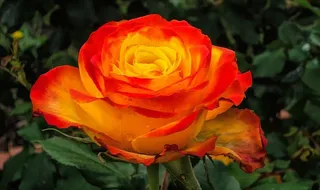 花，植物，自然，黄色，花园，花瓣，开花植物，自然之美