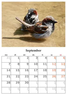 日历,月,9月,2015年9月,鸟类,自然,动物主题,转印 日历,月,9月,2015年9月,鸟类,自然,动物主题,转印