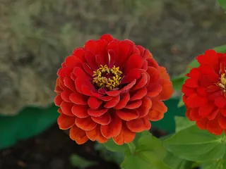 百日草，百日草，百日草，花，花，开花，地块，花园