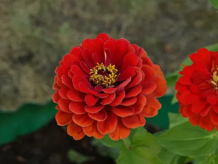 百日草,百日草,百日草,花,花,开花,地块,花园 百日草,百日草,百日草,花,花,开花,地块,花园