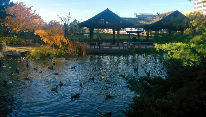 加拿大，米西索加，卡里亚公园，池塘，鸭子，动物，平静，锁屏