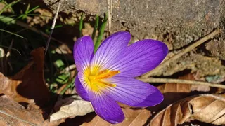 藏红花，春天，上游，矛，自然，花，植物，紫色