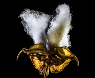 棉花胶囊，棉花，棉花灌木，植物，摄影棚拍摄，黑色背景，室内，无人