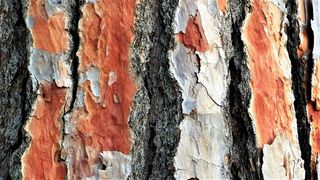 树，树皮，松树，老，树干，树干，纹理，风化