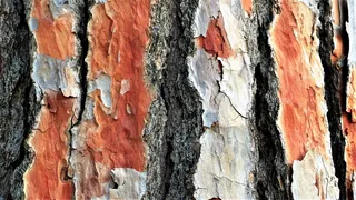 树，树皮，松树，老，树干，树干，纹理，风化