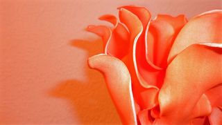 人造花，花，颜色，色调，自然，环境，特写，室内