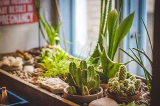 棕色花盆上的仙人掌