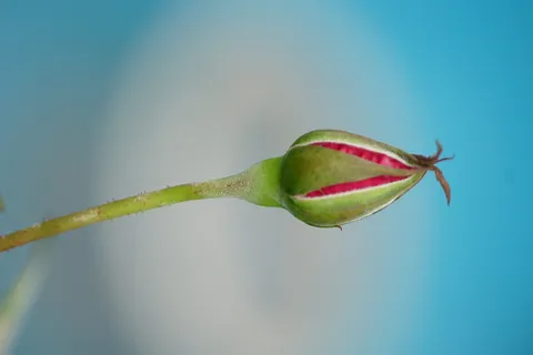 新鲜、特写、植物、无人、自然之美、彩色背景、花朵、自然