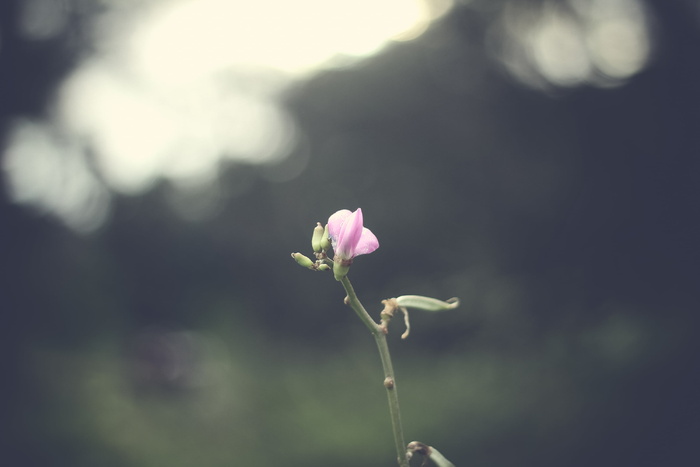 粉色花，花，自然，植物，户外，花园，博克，生长
