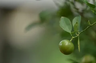 树，柠檬，拉莫纳，橙色，绿色，叶子，叶子，模糊