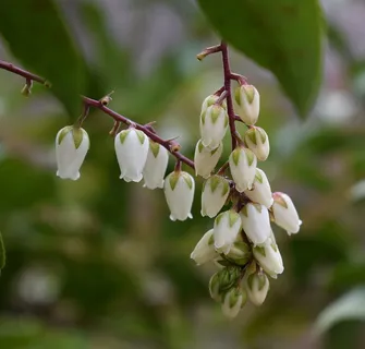 仙女座,花,仙人掌,仙女座花,灌木,花,开花,开花 仙女座,花,仙人掌,仙女座花,灌木,花,开花,开花