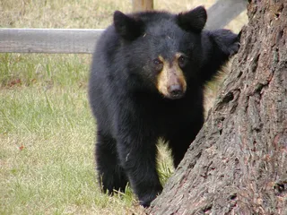 黑色，熊，绿色，草，熊，幼崽，动物，哺乳动物，幼崽