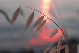 选择性摄影中的白色花瓣花