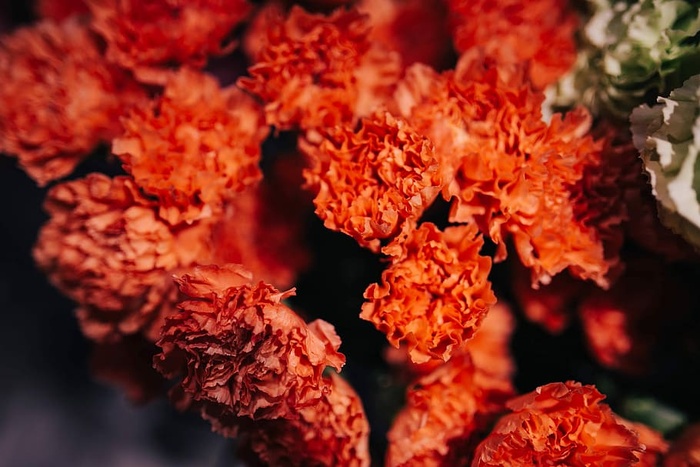 花卉特写