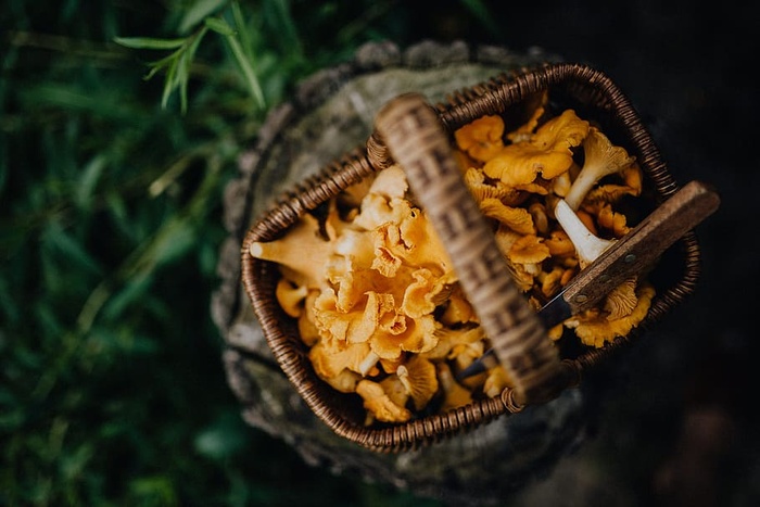 在树林里采蘑菇