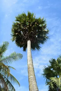 棕榈树,树木,热带,夏季,棕榈,椰子,植物,景观 棕榈树,树木,热带,夏季,棕榈,椰子,植物,景观
