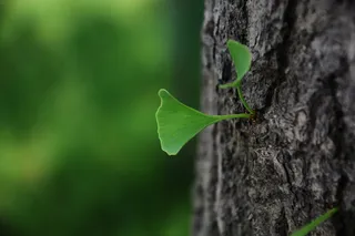 树干，树干，植物部分，植物，叶子，性质，树，绿色