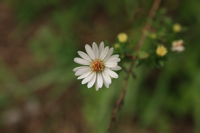 艾草有些竞争，美国也有些竞争，自然、水池、花卉、植物、景观、白花