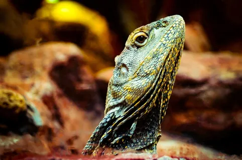 蜥蜴，动物，gad，蜥蜴，自然，玻璃容器，犬舍，动物园