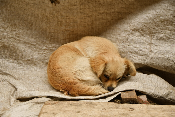 睡眠、动物、狗、杂种、担忧、休息、流浪狗、表情