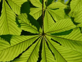 普通，树叶，栗子，普通罗丝卡斯塔尼，树，树叶，美学，树枝