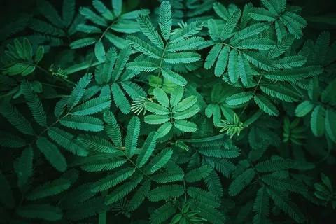 树叶摄影 树叶摄影