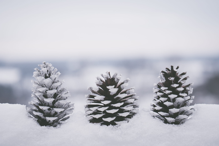 雪覆盖的针叶树锥