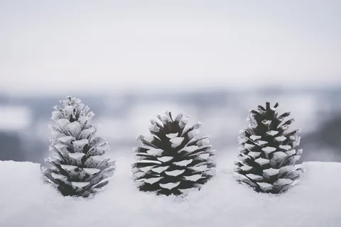 雪覆盖的针叶树锥 雪覆盖的针叶树锥