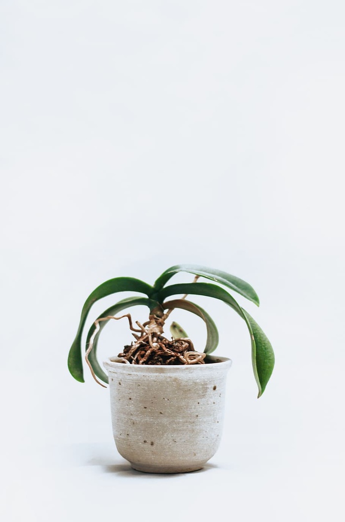 最小，白色，室内植物，植物，叶子，生长，自然，房屋