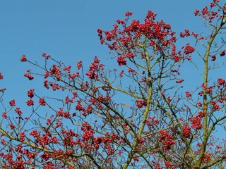 浆果，水果，红色，乔木，浆果红，皮树叶，刺苹果，山楂