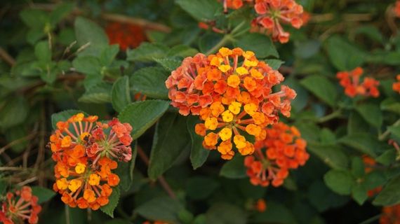 花,绿色,马缨丹,开花植物,植物,脆弱性,脆弱性,花瓣 花,绿色,马缨丹,开花植物,植物,脆弱性,脆弱性,花瓣