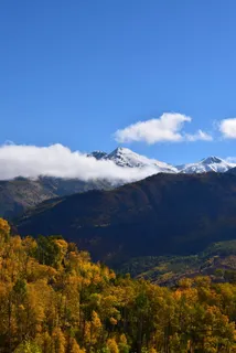 以山为背景的森林 以山为背景的森林