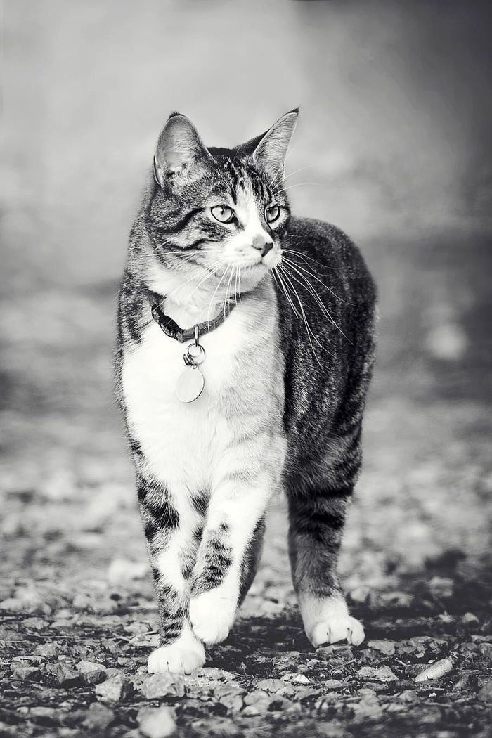 猫，肖像，哺乳动物，动物，可爱，一只动物，宠物，家养