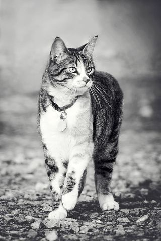 猫，肖像，哺乳动物，动物，可爱，一只动物，宠物，家养