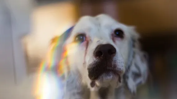 瑞士狗彩虹可爱明亮家养宠物家养动物