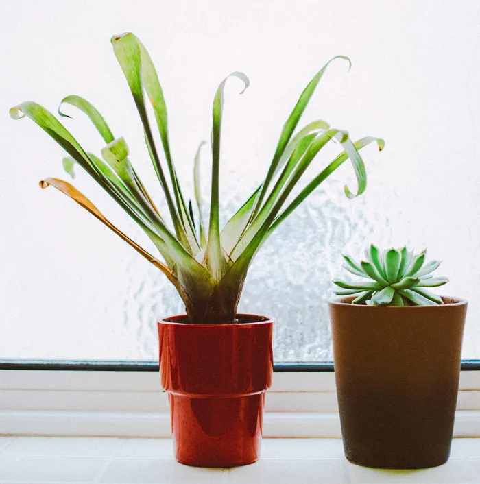 室内植物照片