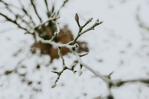雪树特写 雪树特写