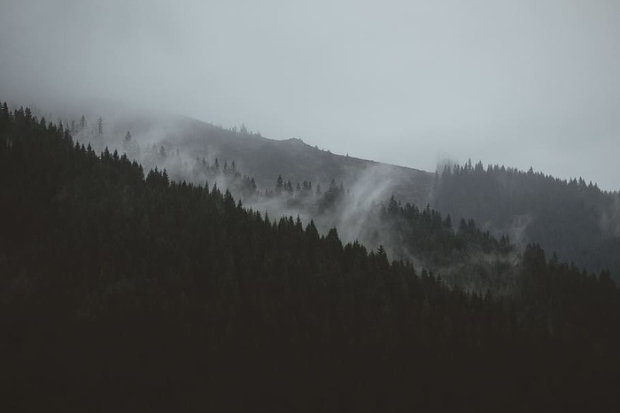 松树景观照片