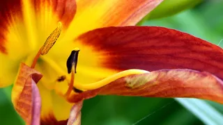 花卉、自然、植物、颜色、花园、特写、花瓣、活力