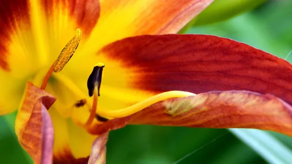 花卉、自然、植物、颜色、花园、特写、花瓣、活力 花卉、自然、植物、颜色、花园、特写、花瓣、活力