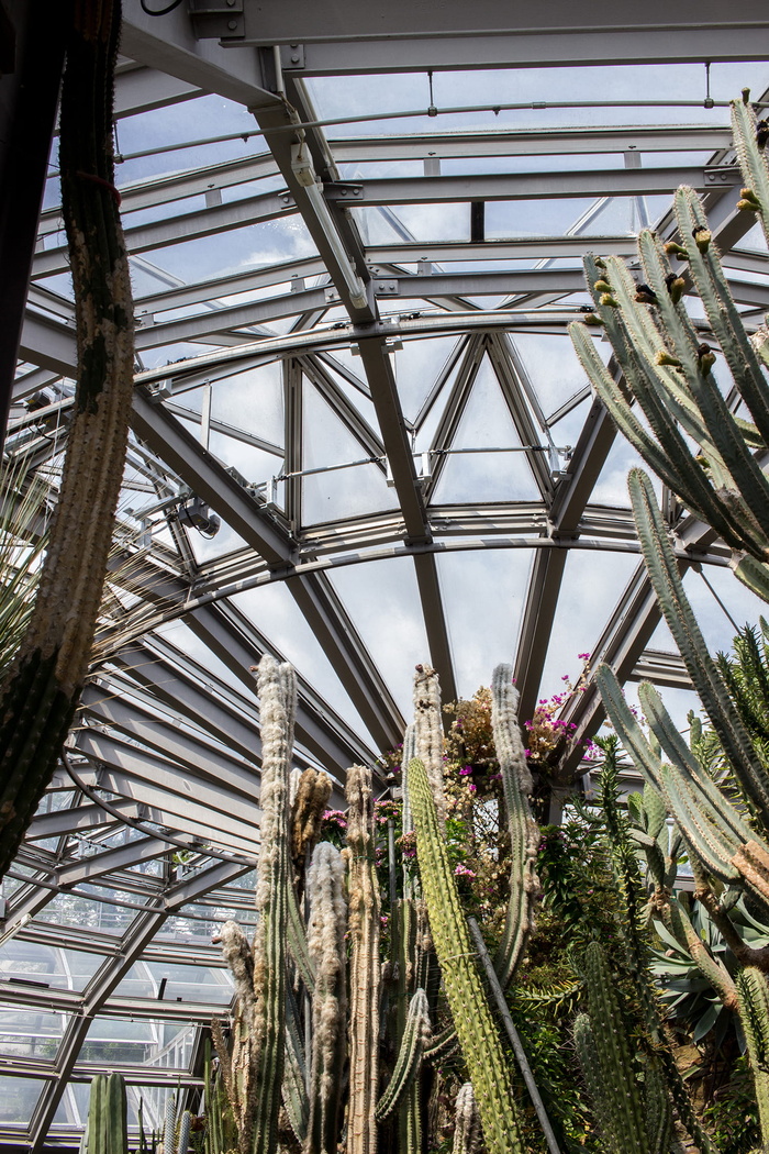 德国，柏林，植物园和植物博物馆，玻璃屋，仙人掌，沙漠，炎热，自然