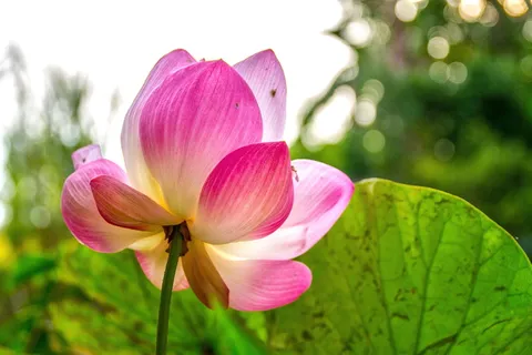 莲花,布阿班,粉红色,背光,花,开花植物,植物,粉红色 莲花,布阿班,粉红色,背光,花,开花植物,植物,粉红色
