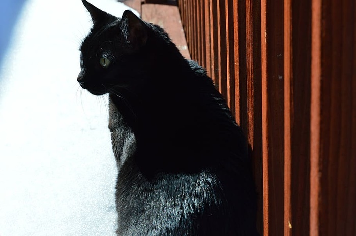 长外套，黑色，猫，坐在旁边，棕色，木头，黑猫