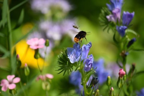 hummel、flower meadow、chemnitz、garden、saxony、昆虫、养蜂人、夏季
