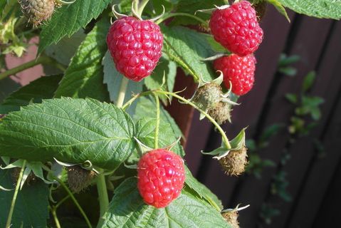 覆盆子、水果、红色、成熟、未成熟、维生素、叶子、植物部分